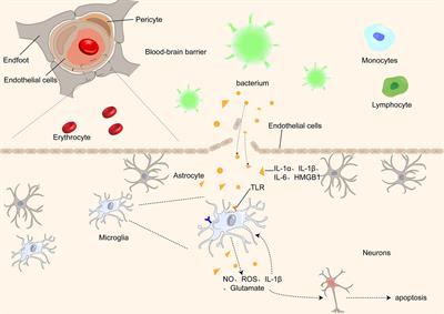 Central role of microglia in sepsis-associated encephalopathy: From mechanism to therapy